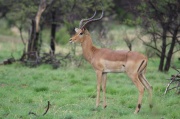 impala (9)